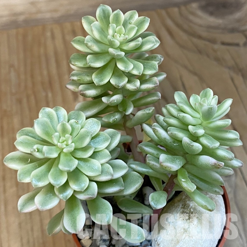 SH29224 Sedum ‘Joyce Tulloch’ f. variegata