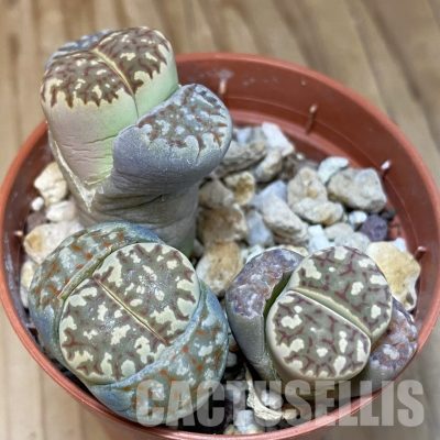SH29206 Lithops dorotheae, 3 plants, seedling