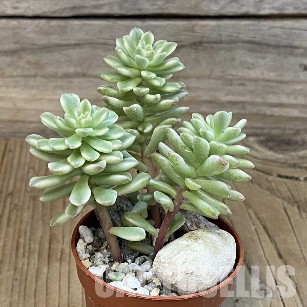 SH29224 Sedum ‘Joyce Tulloch’ f. variegata - Image 2