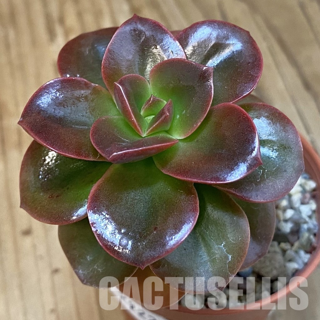 SH29225 Echeveria 'Melaco'