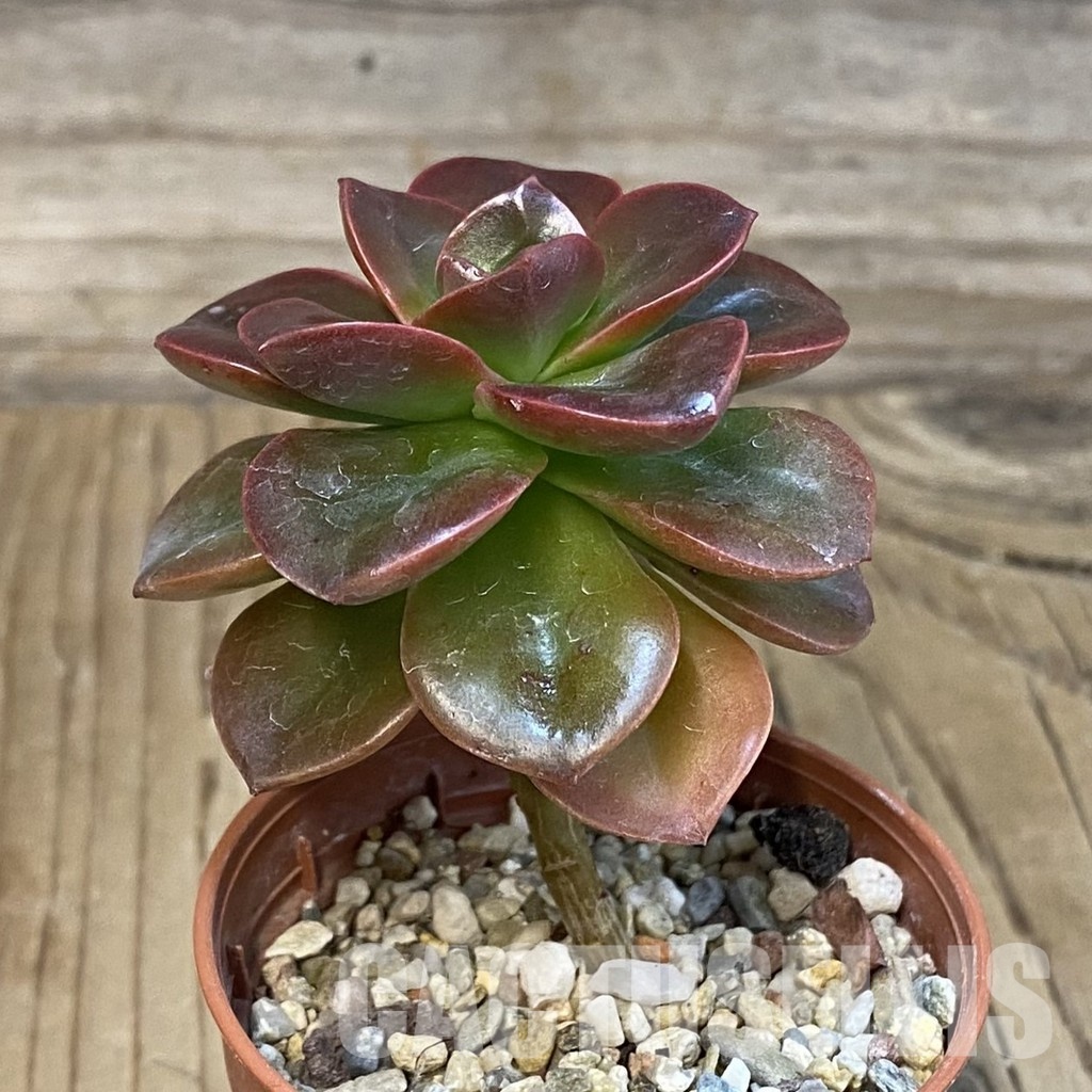 SH29225 Echeveria 'Melaco' - Image 2