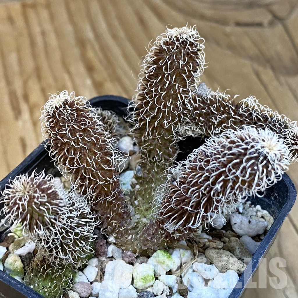 SH29230 Stapelianthus pilosus