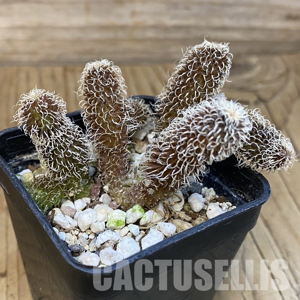 SH29230 Stapelianthus pilosus - Image 2