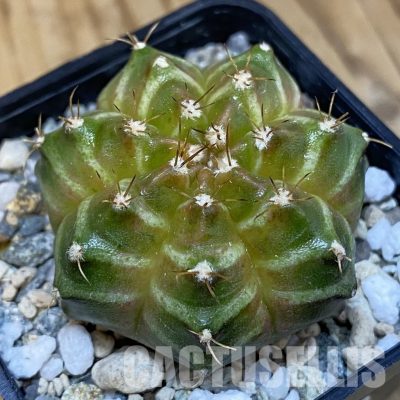 SH29232 Gymnocalycium mihanovichii ‘Neon’ hybrid, seedling