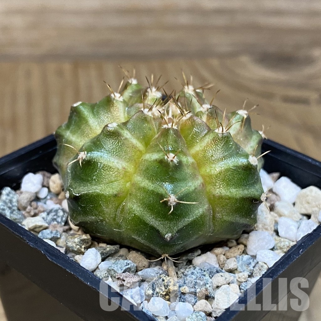 SH29232 Gymnocalycium mihanovichii ‘Neon’ hybrid, seedling - Image 2