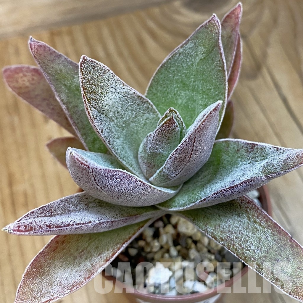SH29235 Crassula ‘Garnet Lotus’