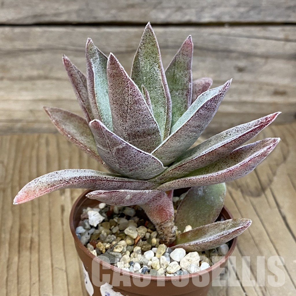 SH29235 Crassula ‘Garnet Lotus’ - Image 2