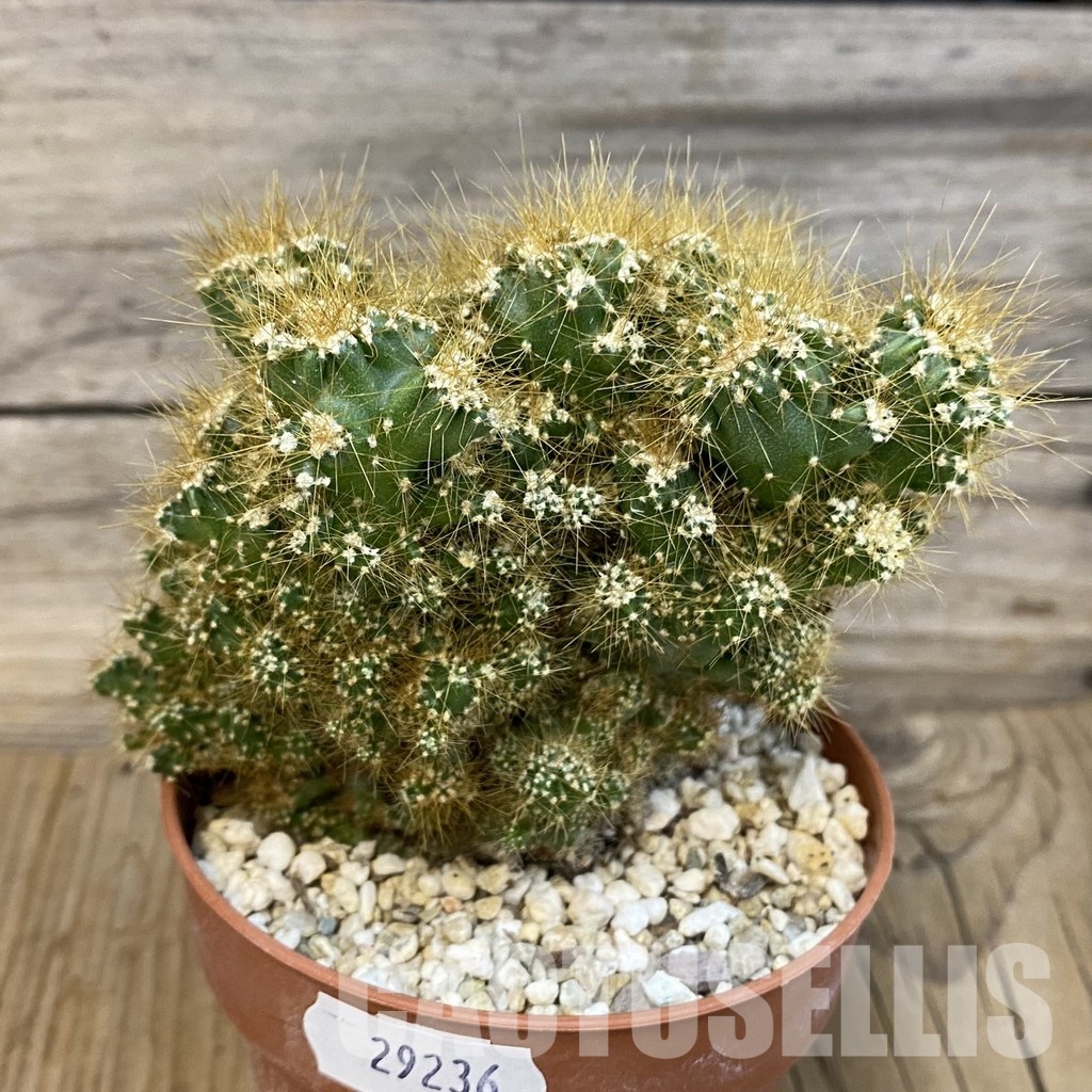 SH29236 Cereus peruvianus f. mostruosa - Image 2