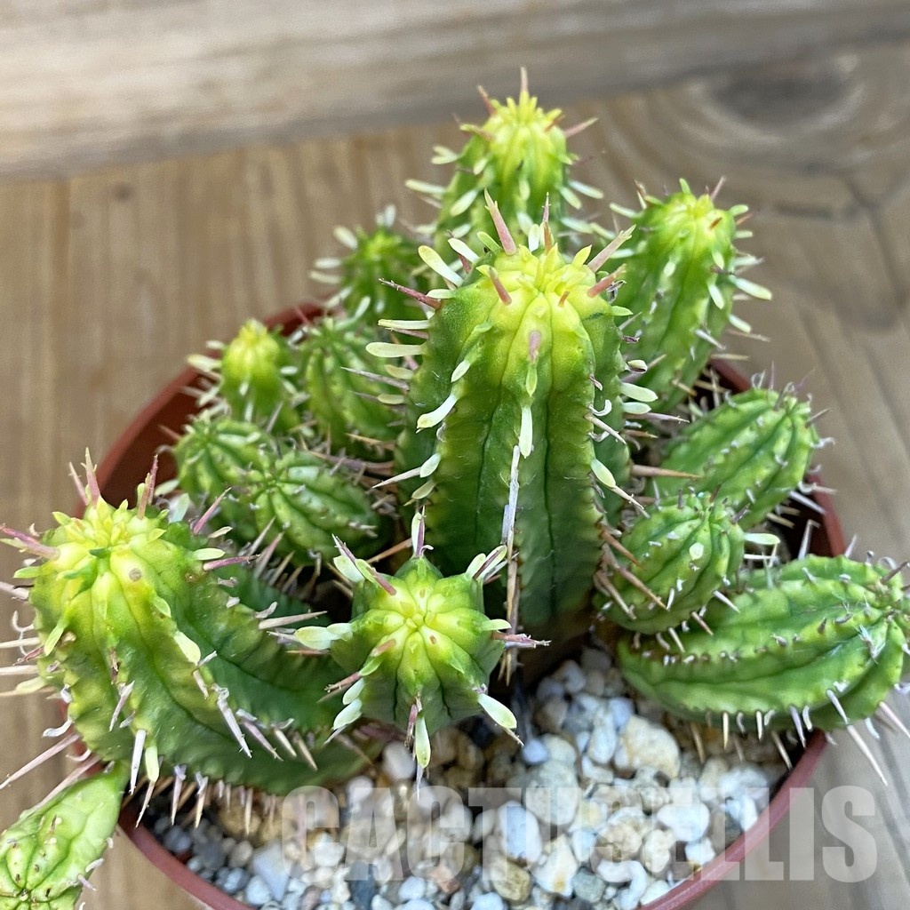 SH29240 Euphorbia aggregata f. variegata - Image 2