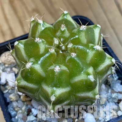 SH19806 Gymnocalycium mihanovichii 'Neon' hybrid