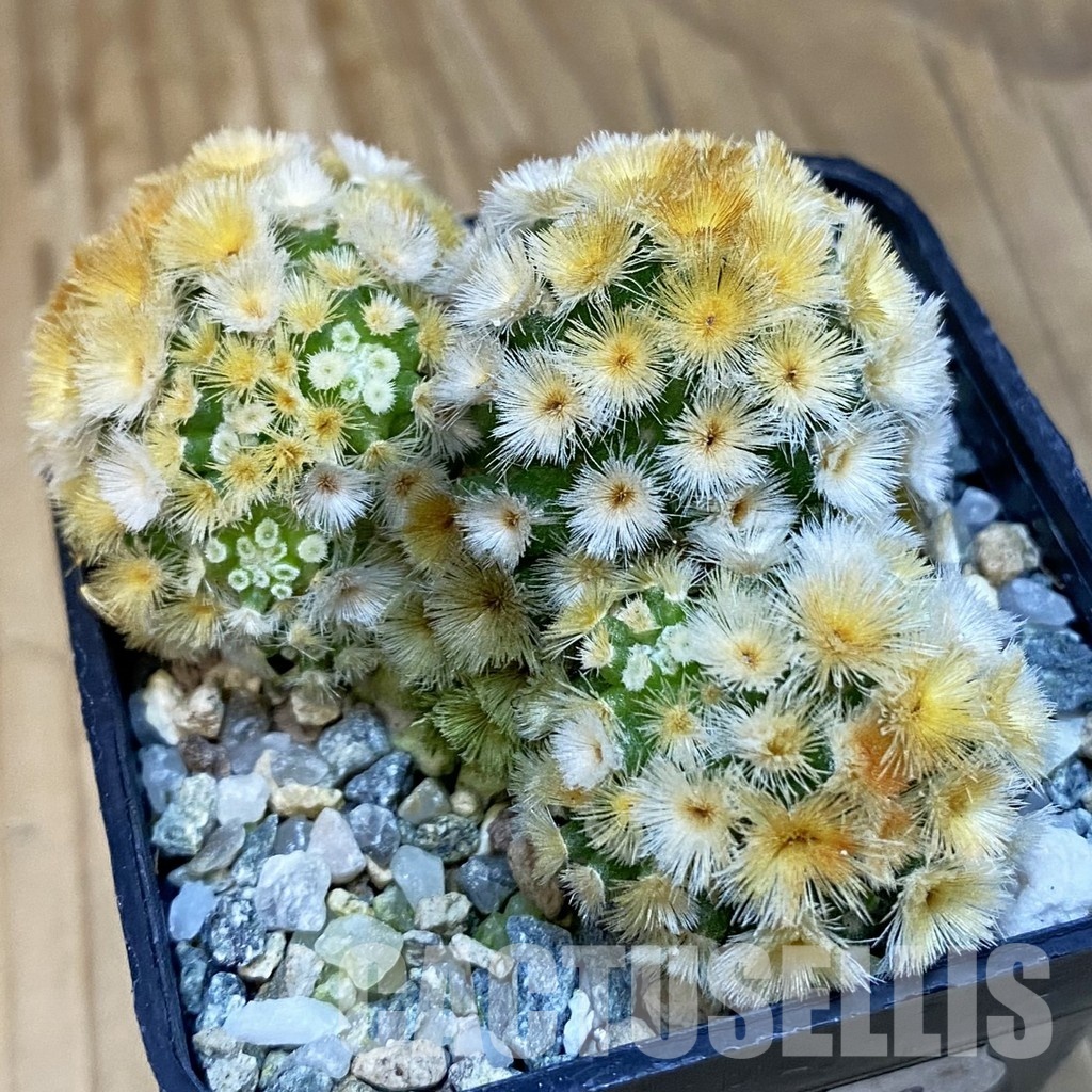 SH20173 Mammillaria carmenae ‘Buddha’