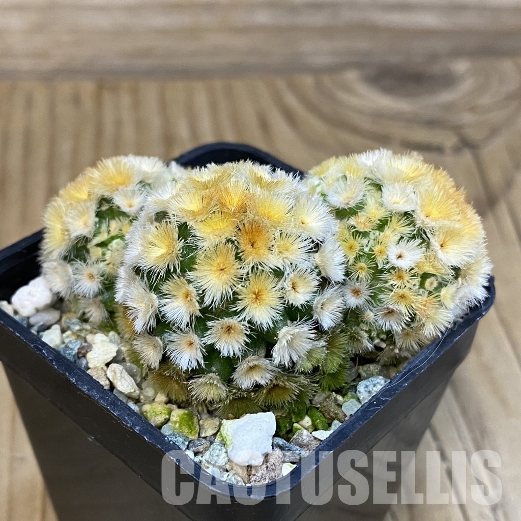 SH20173 Mammillaria carmenae ‘Buddha’ - Image 2