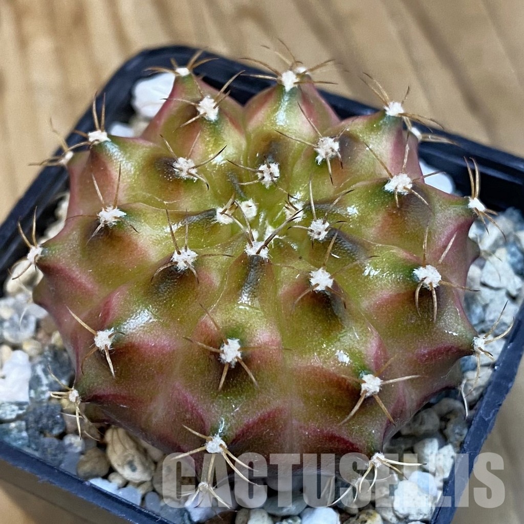 SH20190 Gymnocalycium mihanovichii ‘Neon’ Brown