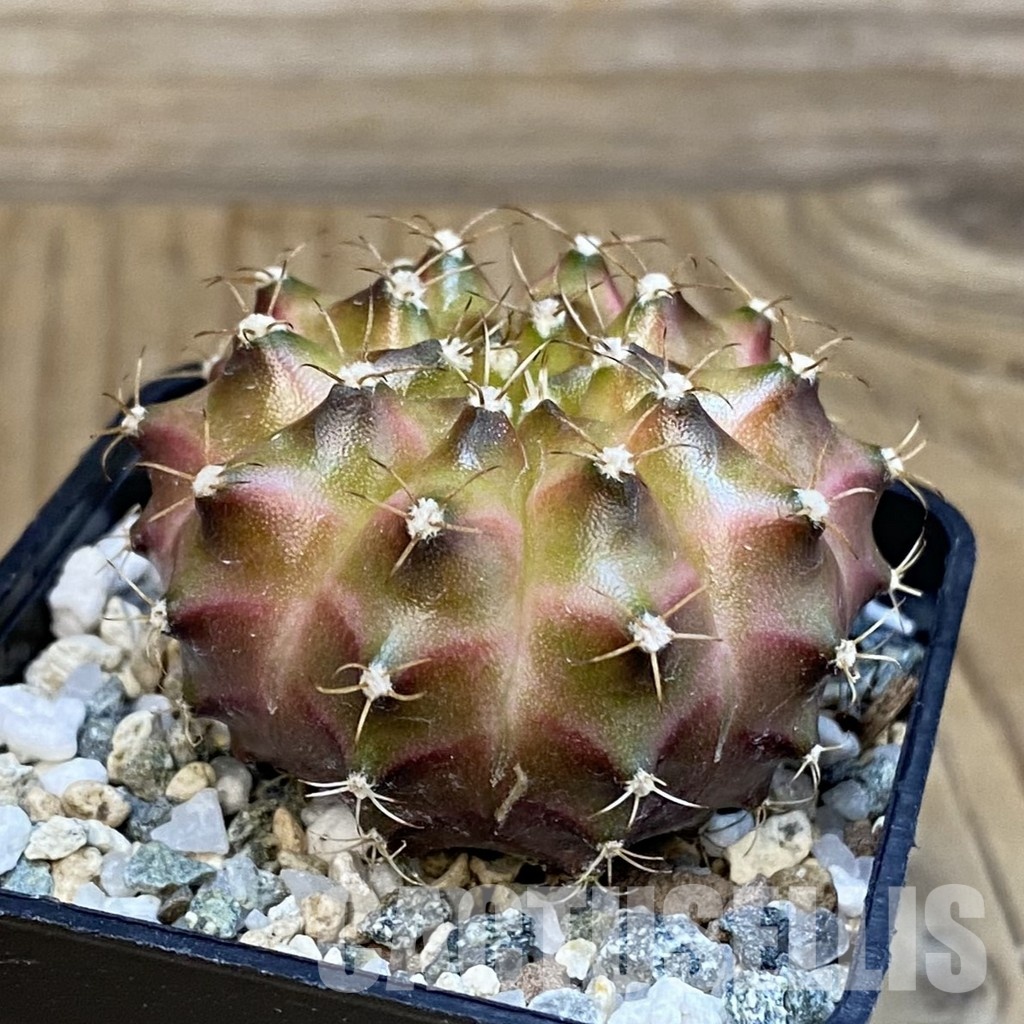 SH20190 Gymnocalycium mihanovichii ‘Neon’ Brown - Image 2