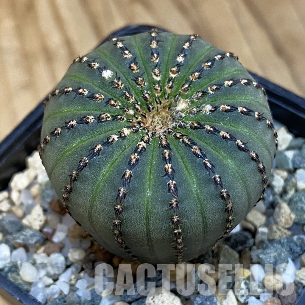 SH20498 Frailea asterioides