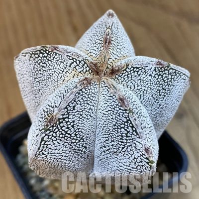 SH4644 Astrophytum myriostigma ‘Onzuka’ V-type