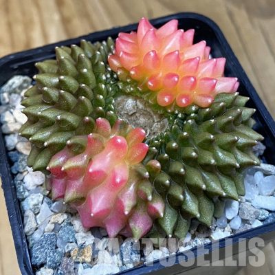 SH20655 Gymnocalycium mihanovichii ‘inermis’ f. variegata
