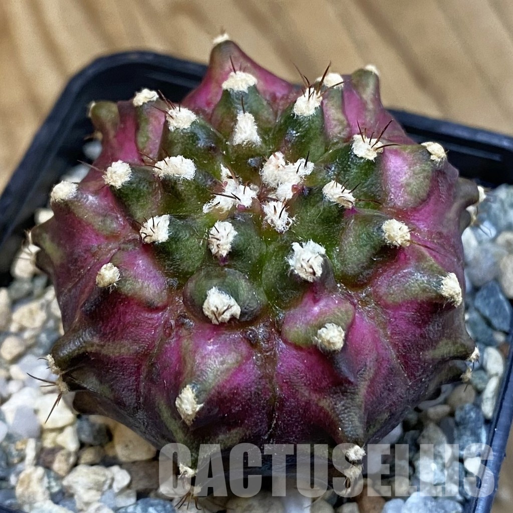 SH20960 Gymnocalycium mihanovichii ‘T-Rex’
