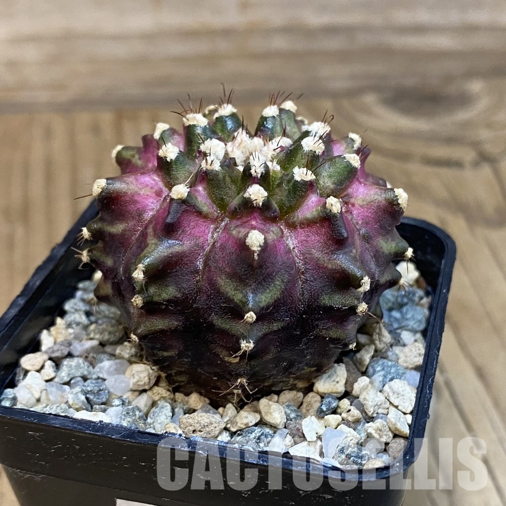 SH20960 Gymnocalycium mihanovichii ‘T-Rex’ - Image 2