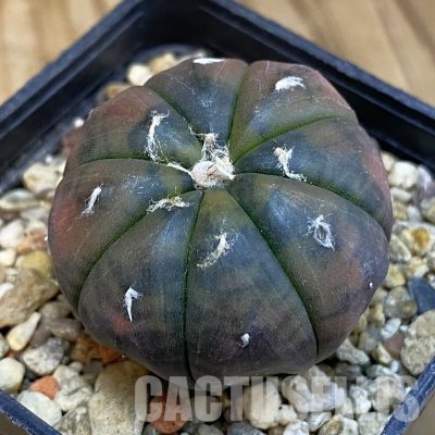 SH20991 Astrophytum asterias ‘Red Purple Skin’ f. variegata