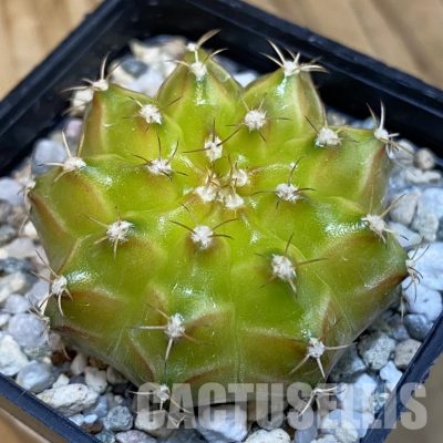 SH21186 Gymnocalycium mihanovichii ‘Neon’ hybrid