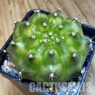 SH21188 Gymnocalycium mihanovichii ‘Neon’ hybrid