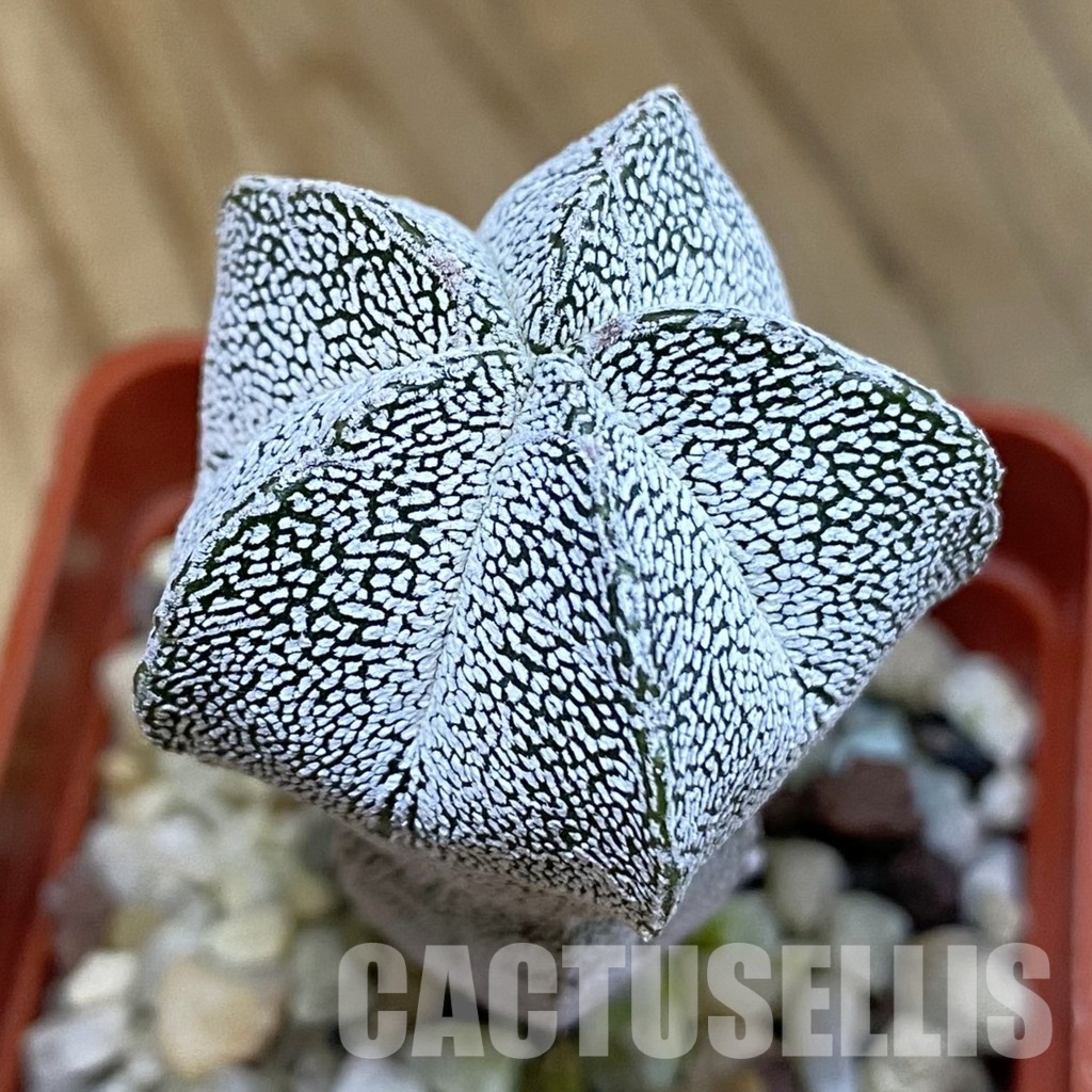 SH21446 Astrophytum myriostigma ‘Onzuka’