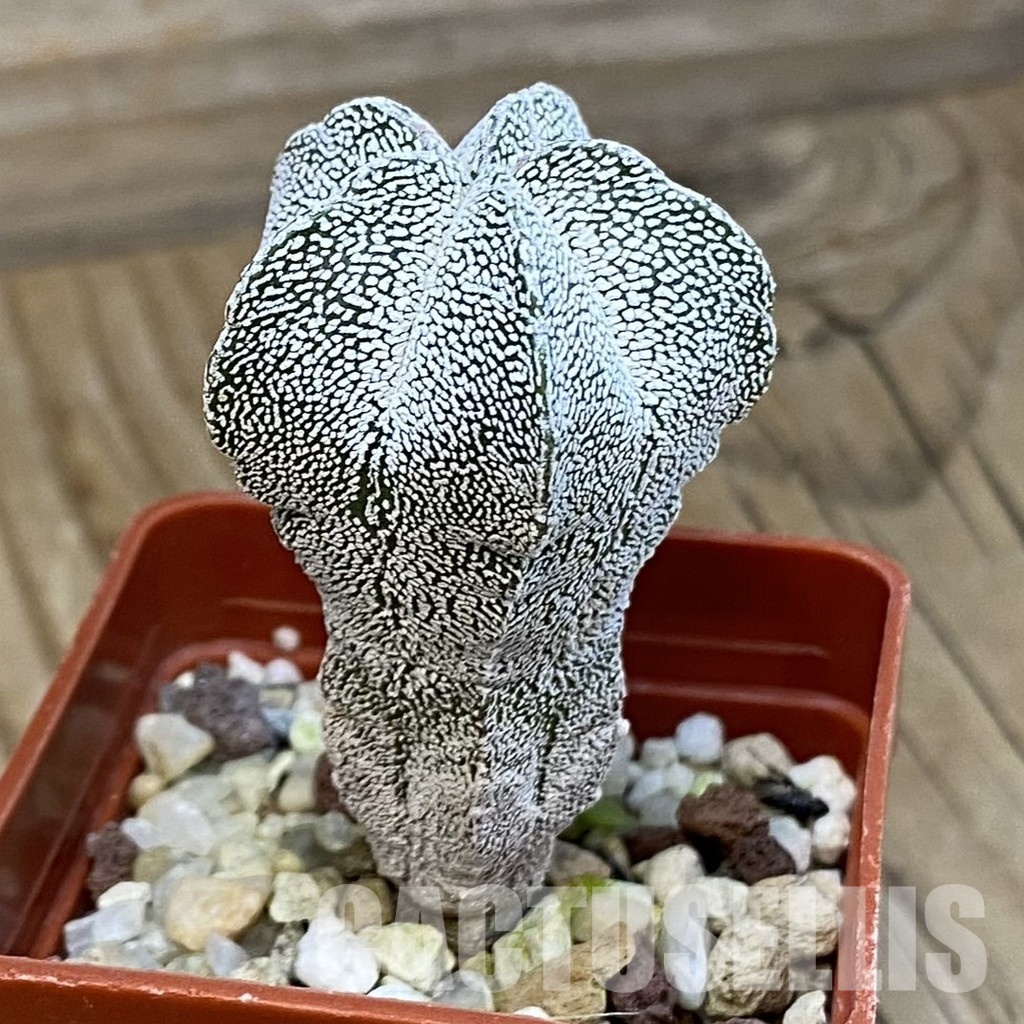 SH21446 Astrophytum myriostigma ‘Onzuka’ - Image 2