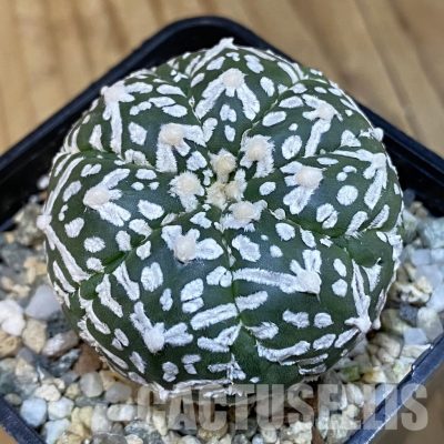 SH21455 Astrophytum asterias ‘Super Kabuto’ V-type