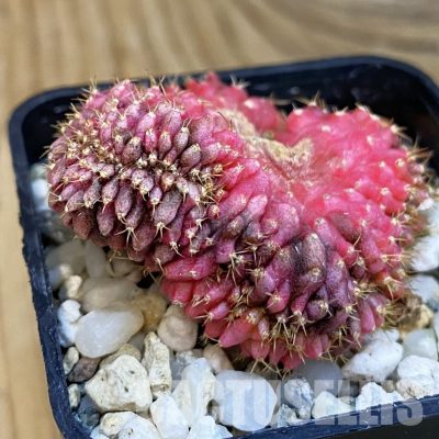 SH23289 Gymnocalycium mihanovichii f. variegata cristata
