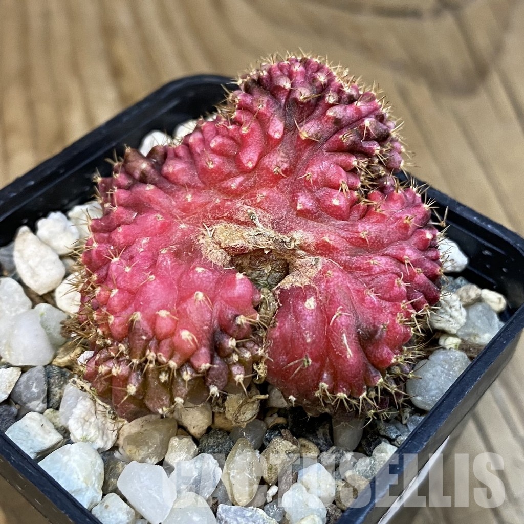 SH23289 Gymnocalycium mihanovichii f. variegata cristata - Image 2