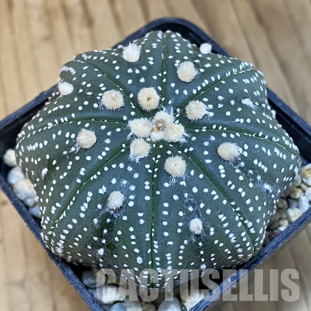SH4975 Astrophytum asterias ‘Star Shape’