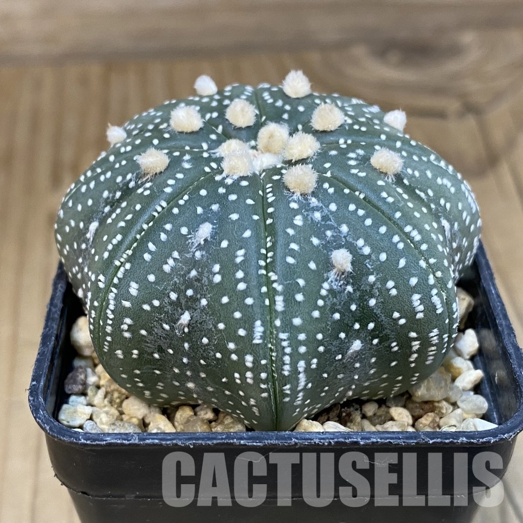 SH4975 Astrophytum asterias ‘Star Shape’ - Image 2