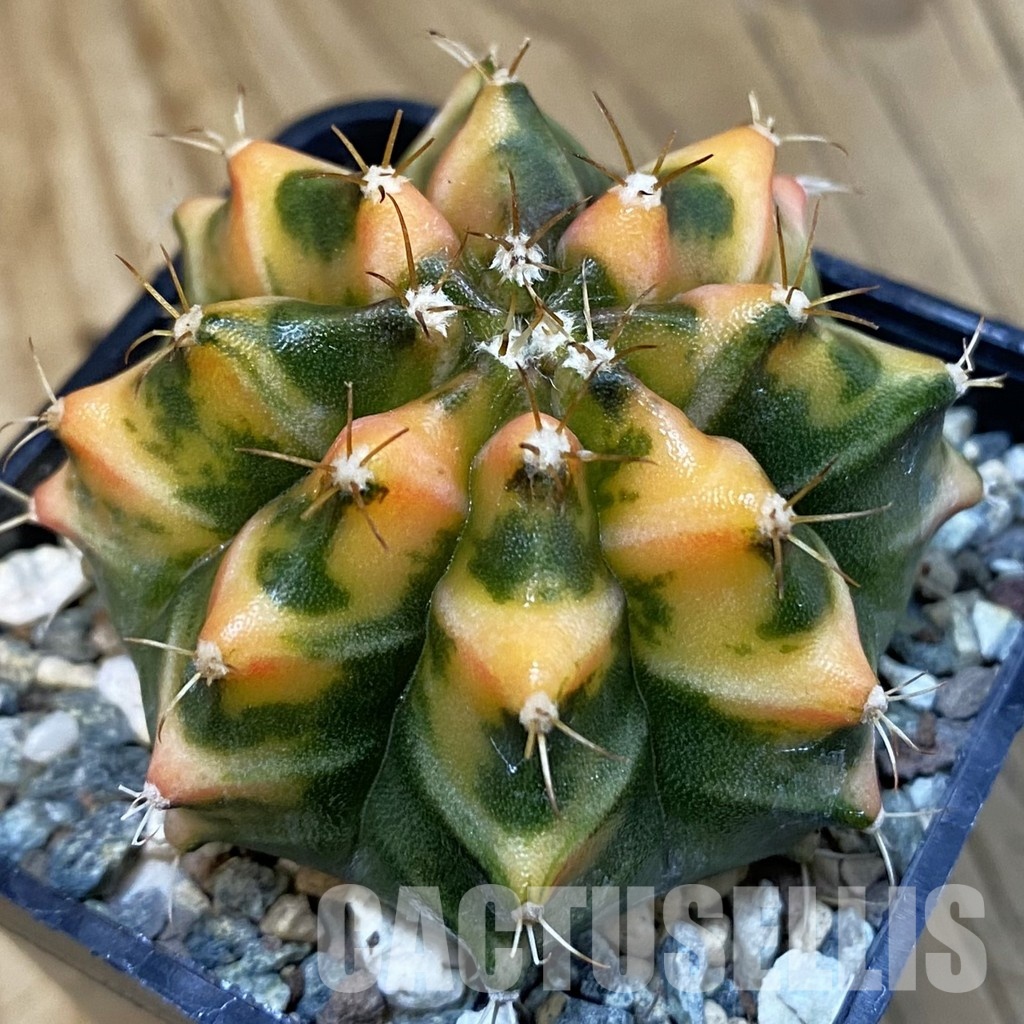 SH23476 Gymnocalycium mihanovichii ‘Som Jeed'