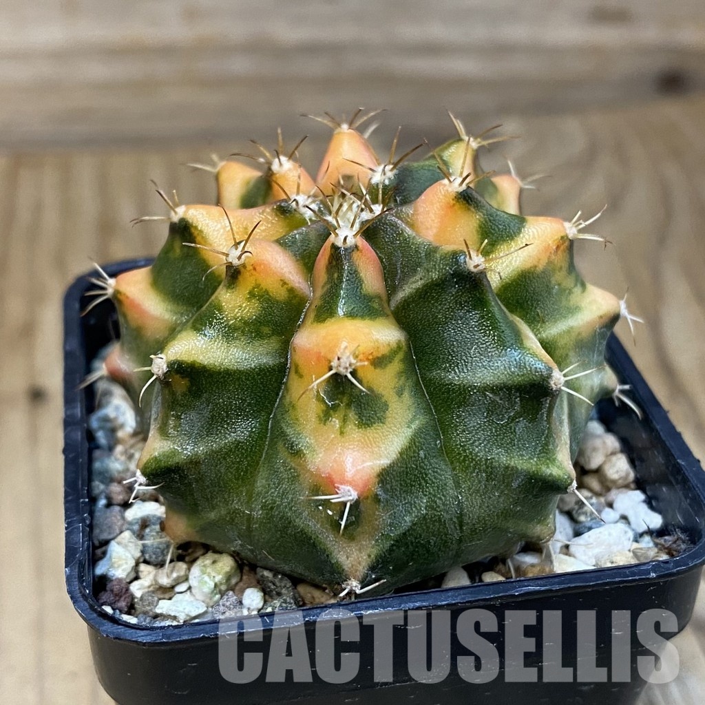 SH23476 Gymnocalycium mihanovichii ‘Som Jeed' - Image 2