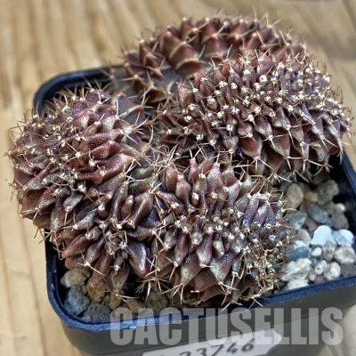 SH23746 Gymnocalycium mihanovichii f. cristata