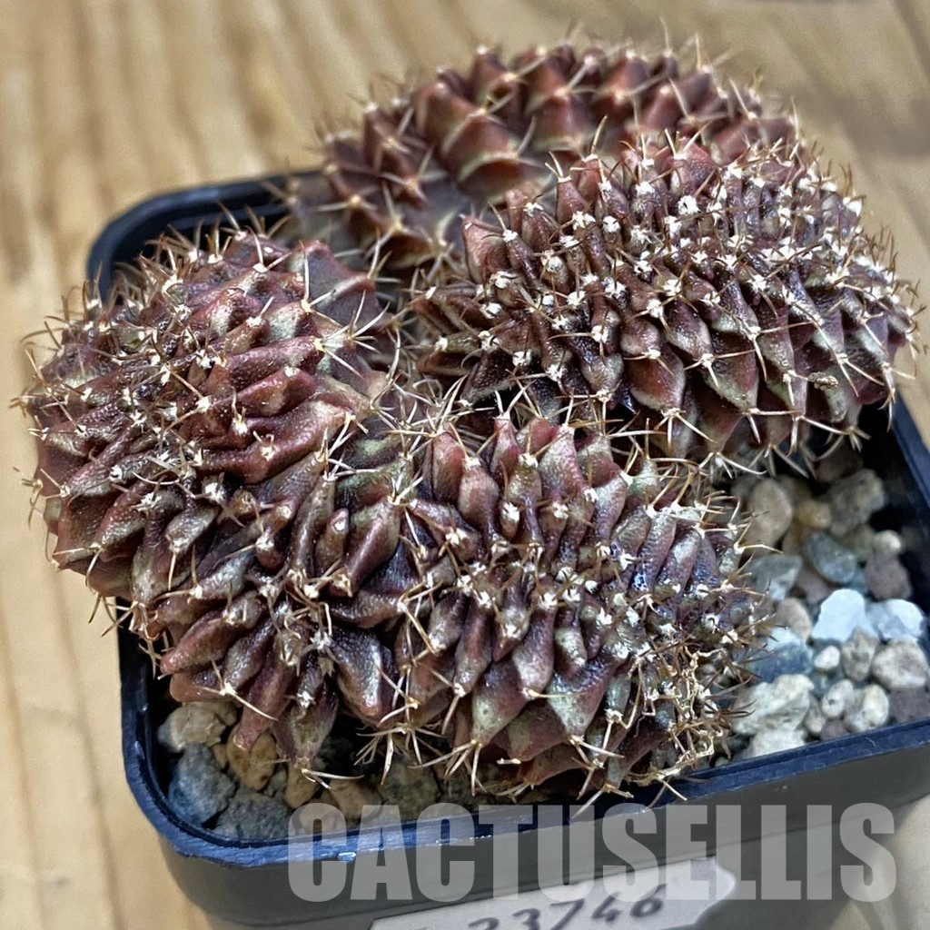 SH23746 Gymnocalycium mihanovichii f. cristata