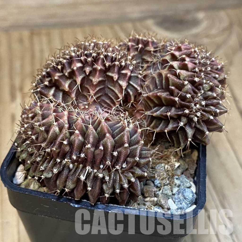 SH23746 Gymnocalycium mihanovichii f. cristata - Image 2