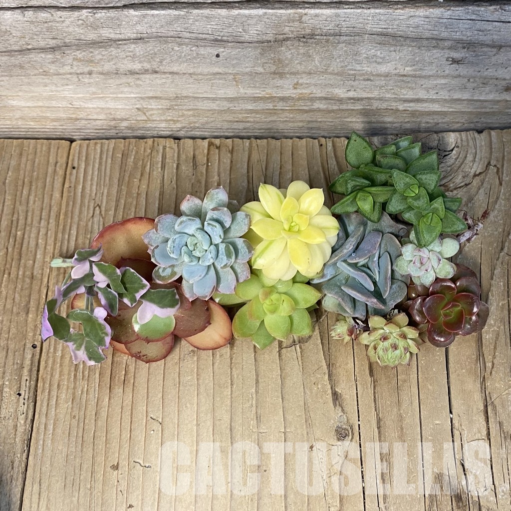 SH29273 Succulents mix, cuted - Image 2