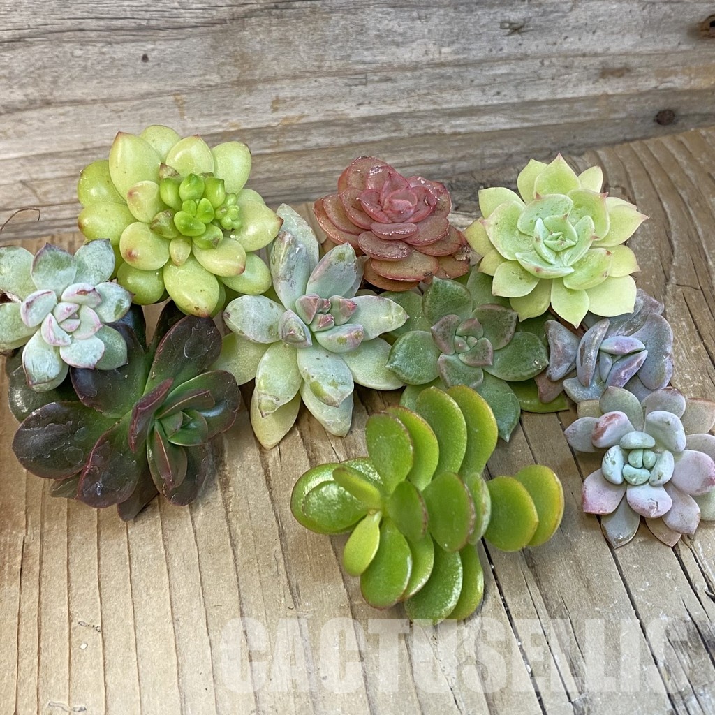 SH29274 Succulents mix, cuted