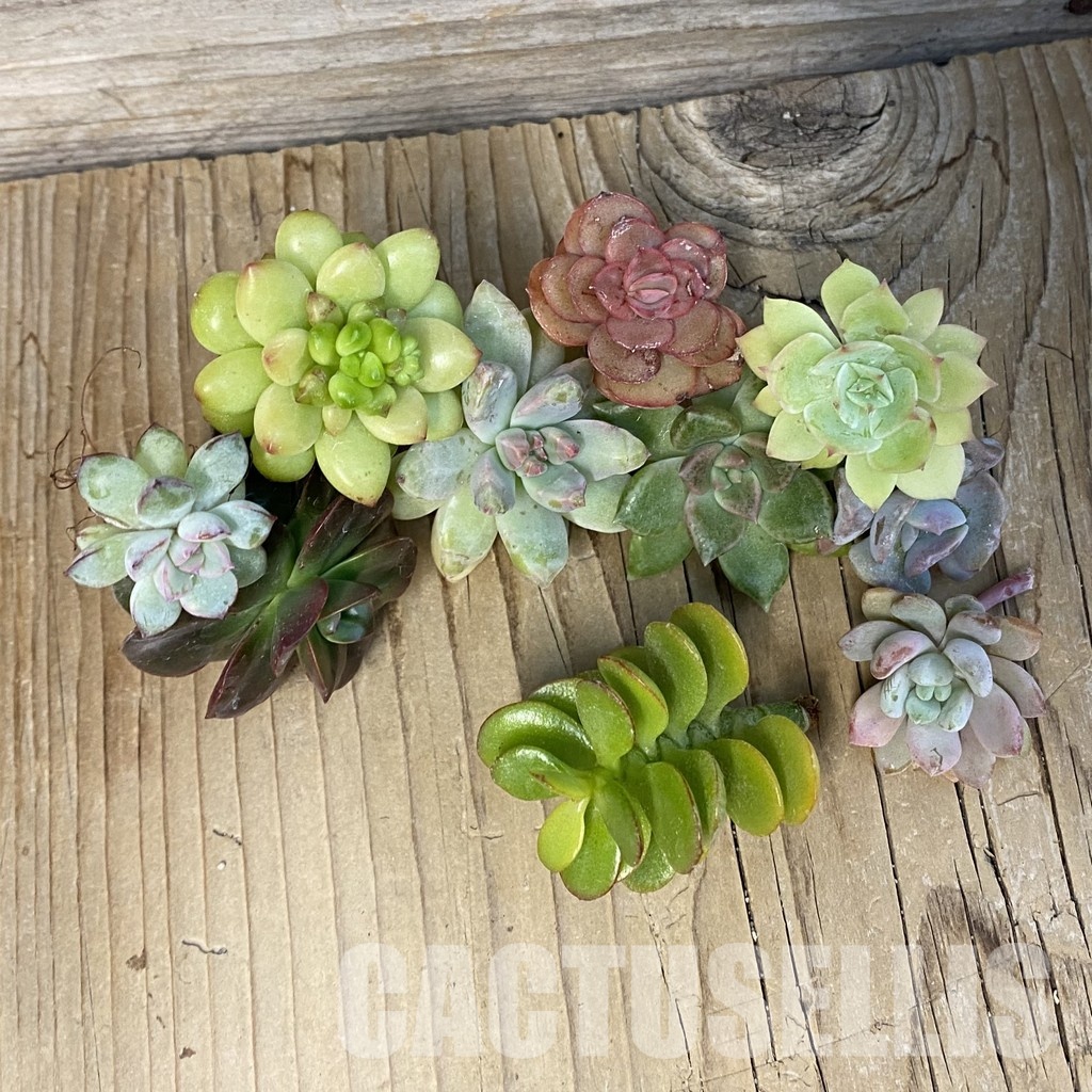 SH29274 Succulents mix, cuted - Image 2