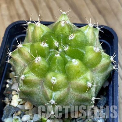 SH11286 Gymnocalycium mihanovichii 'Neon Green', seedling