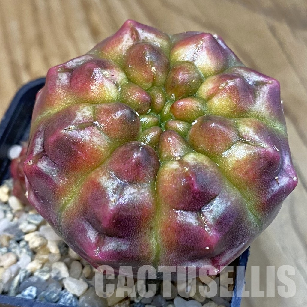 SH11293 Gymnocalycium mihanovichii ‘Day Dream’, seedling