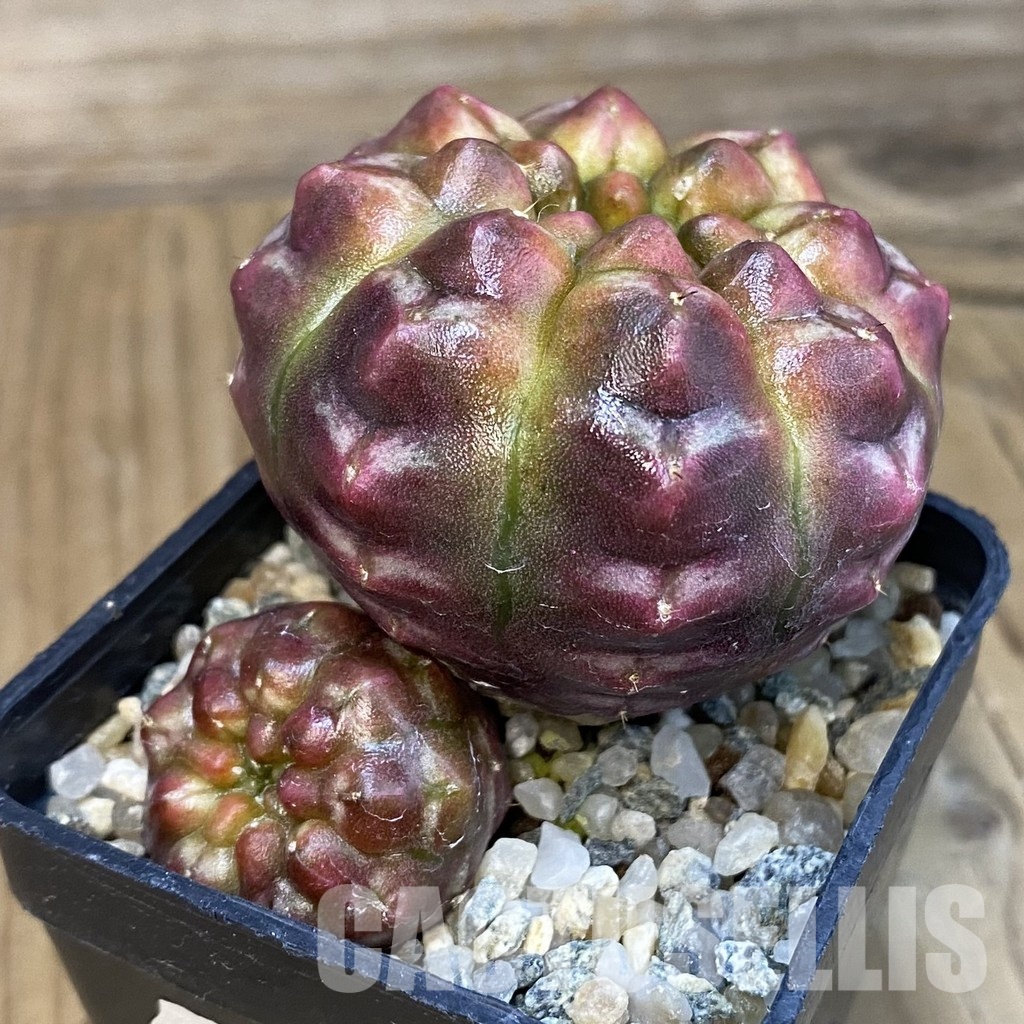 SH11293 Gymnocalycium mihanovichii ‘Day Dream’, seedling - Image 2