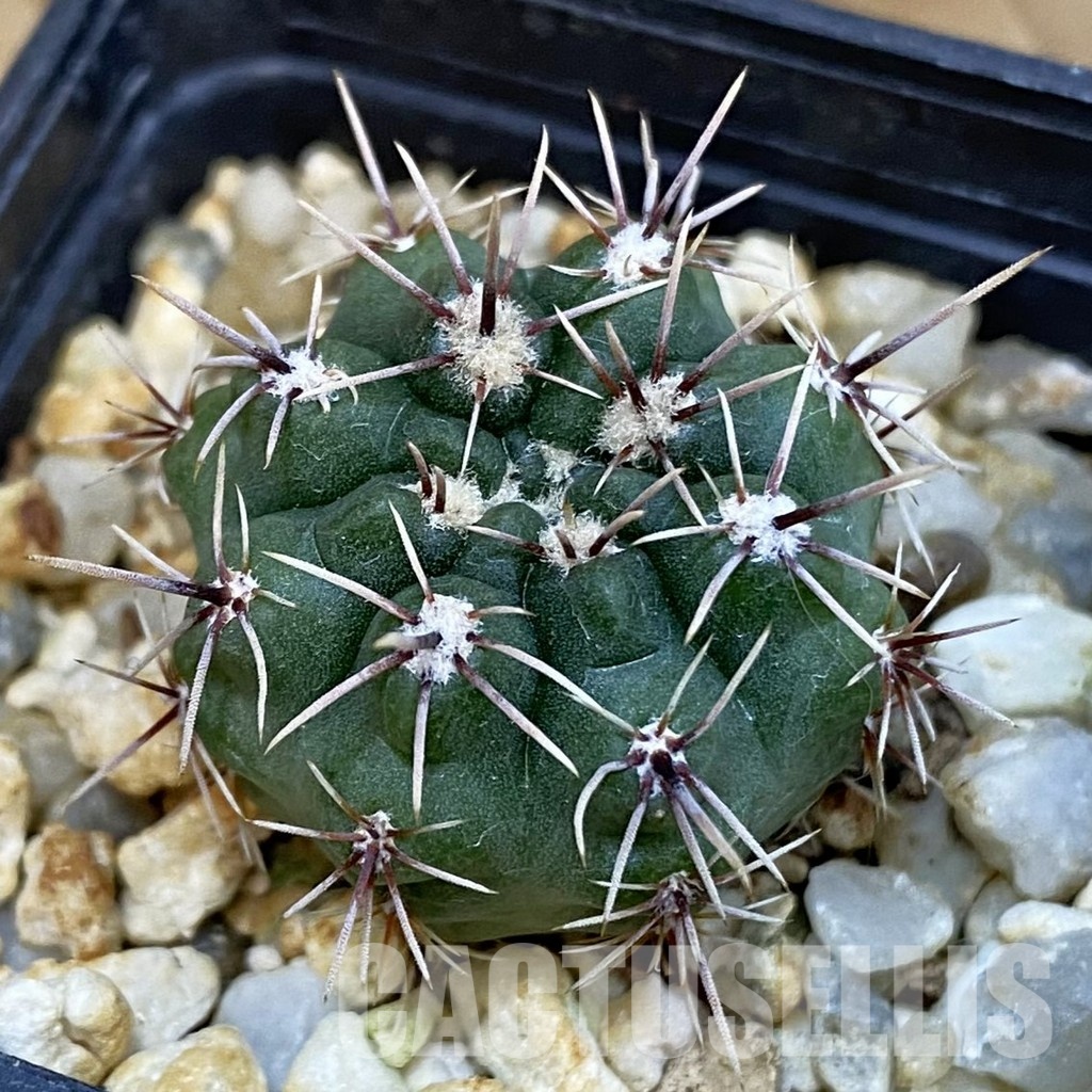 SH12807 Gymnocalycium platense v. ventanicola P94