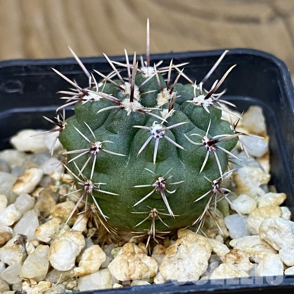 SH12807 Gymnocalycium platense v. ventanicola P94 - Image 2