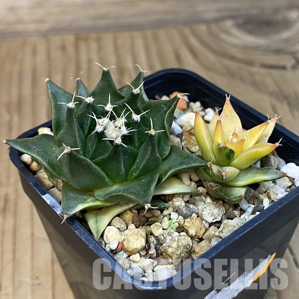 SH15226 Obregonia denegrii f. variegata, 2 plants - Image 2