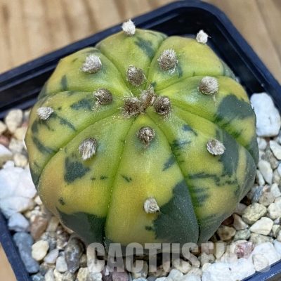 SH2051 Astrophytum asterias f. variegata