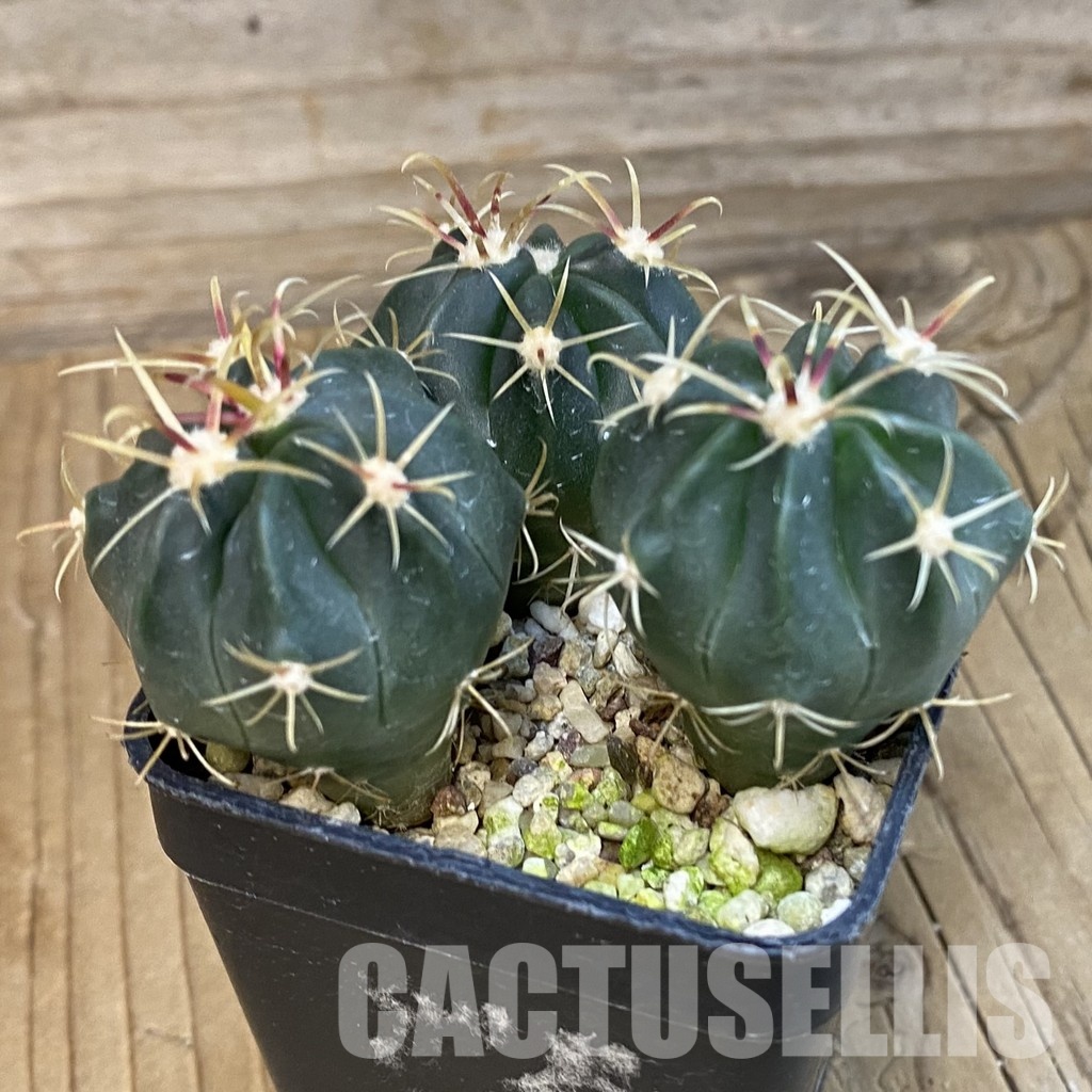 SH16228 Ferocactus latispinus, 3 plants - Image 2