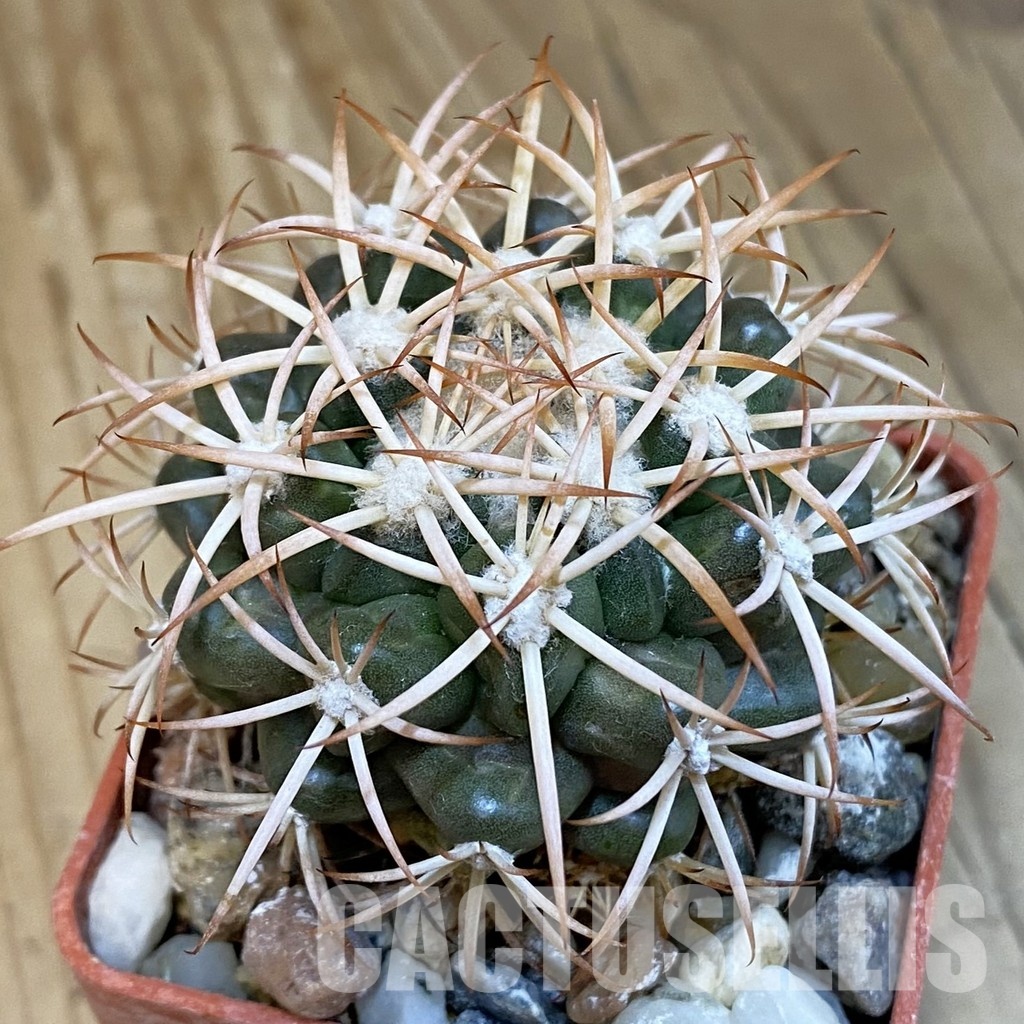 SH18089 Discocactus petr-halfari MH725 -E Juazeiro-, own roots